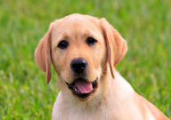 拉布拉多混血和純種的區別（是什么）